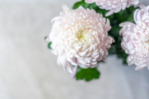 pink chrysanthemum flowers 2022 04 14 08 01 28 utc